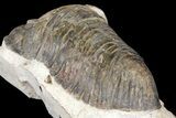 Large, Parahomalonotus Trilobite - Foum Zguid, Morocco #124901-4